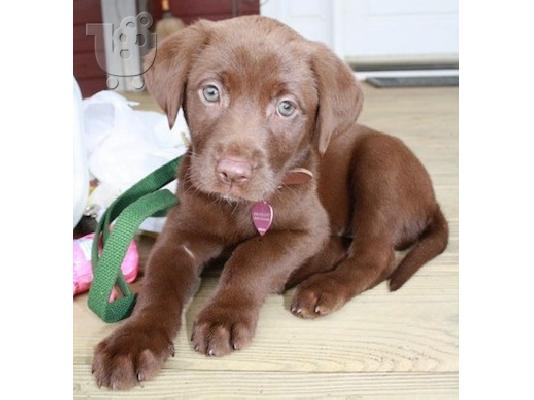 PoulaTo: Chocolate male and female Labrador puppies